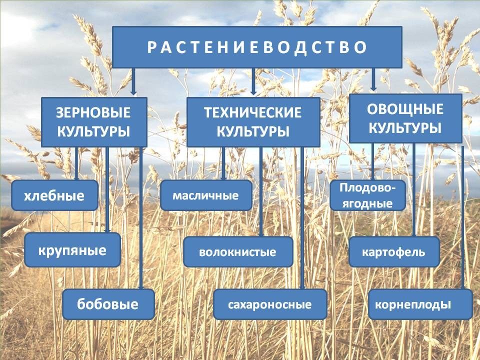 Отрасли сельского хозяйства презентация