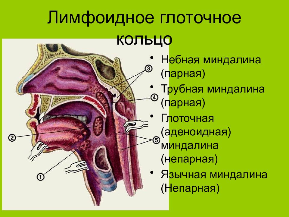 Лимфоидное кольцо блок схема