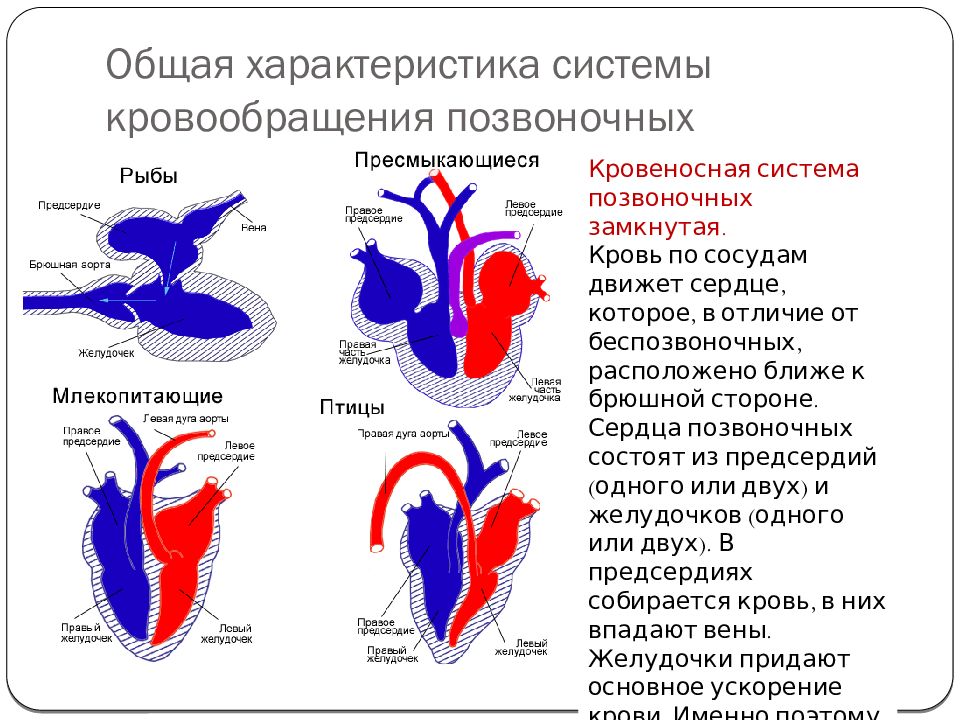 Схема кровообращения позвоночных животных