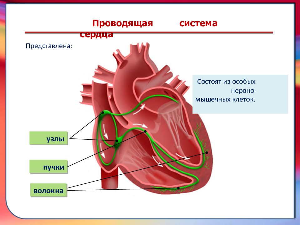 Нервная система сердца. Проводящая система сердца узлы пучки волокна. Строение проводящей системы сердца человека. Проводящая система сердца ее структура. Узлы проводящей системы сердца.