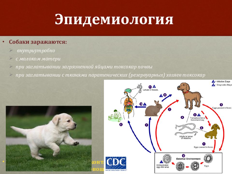 Лечение токсокароза у собак схемы лечения