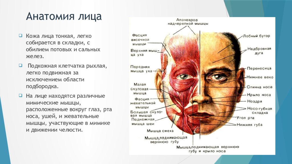 Мышцы лица анатомия для косметологов для массажа. Мышцы лица анатомия атлас с пояснениями. Скуловые мышцы лица анатомия. Внутреннее строение лица. Мышцы лица анатомия атлас.