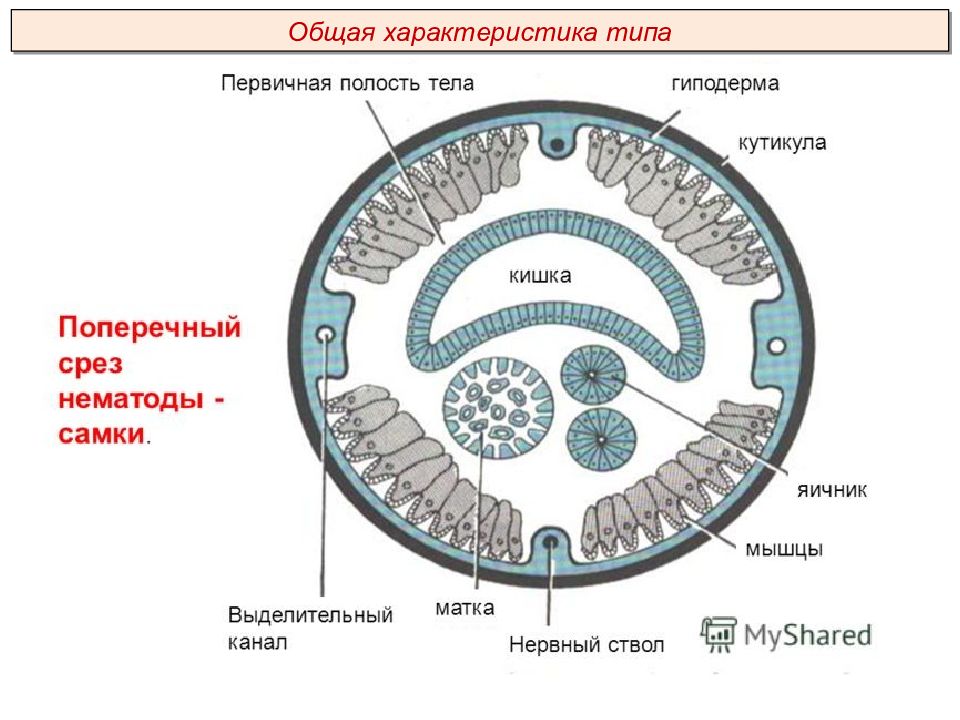 Полость круглых червей. Строение первичной полости тела у круглых червей. Первичная полость тела нематод. Поперечный срез нематоды. Поперечное сечение круглого червя.