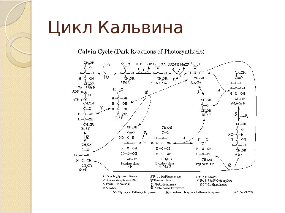 Картинка цикл кальвина