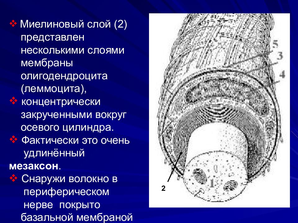 Миелиновая оболочка периферических нервных волокон образована