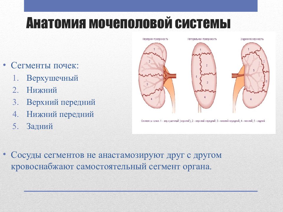 Сегменты почки схема