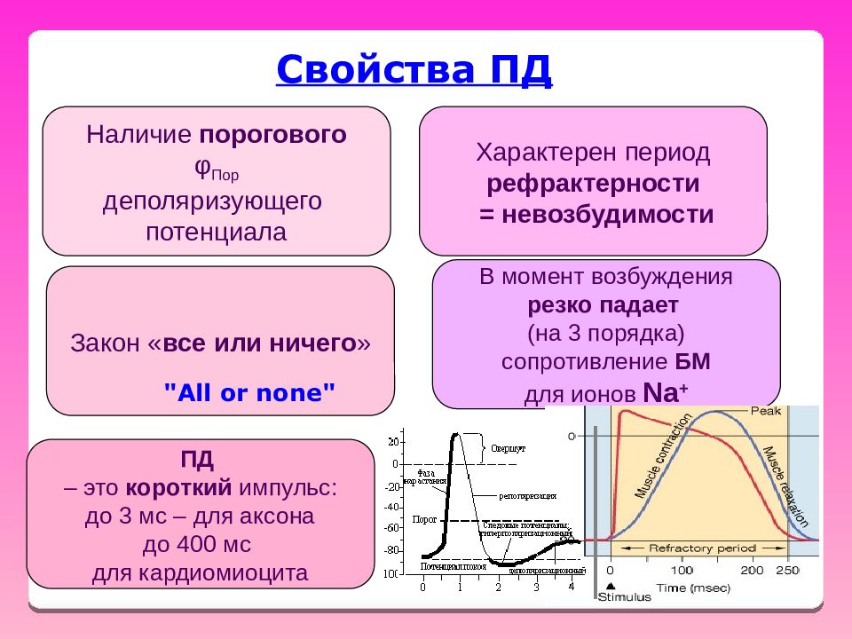 Для какого периода характерны. Потенциал действия. Характерные свойства потенциала действия. Закон все или ничего потенциал действия. Теория биоэлектрогенеза.