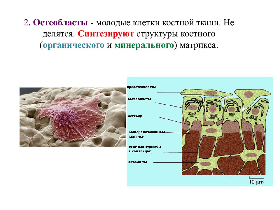 Молодая клетка. Строение костной ткани остеобласты. Остеобласты – клетки костной ткани. Строение клетки костной ткани. Клетки костных клеток строение.