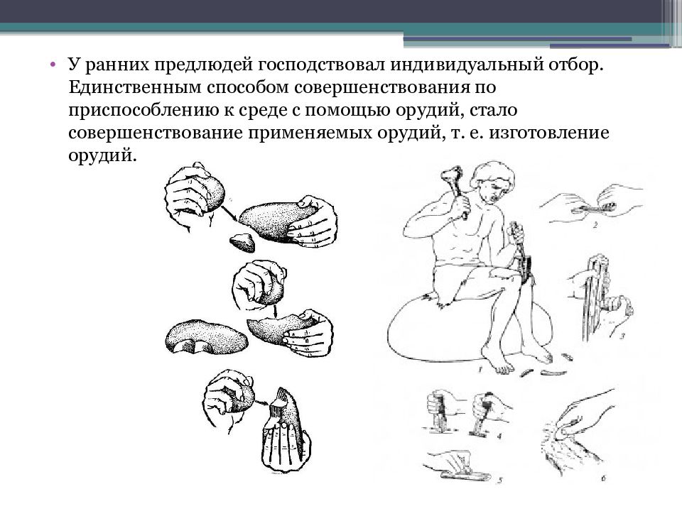 Социогенез теориялары презентация