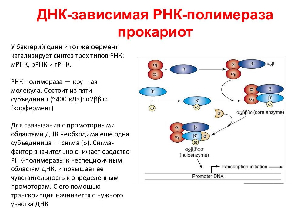 Каким номером на рисунке обозначен исходный продукт синтеза рнк ферментом рнк полимеразой