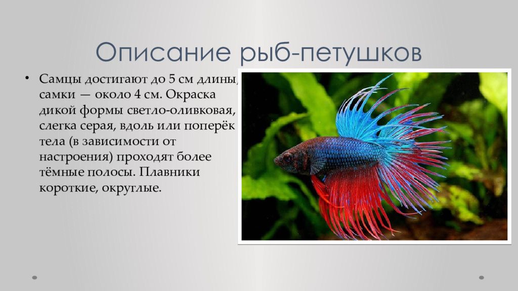 Рыбка петушок описание. Рыба петушок форма тела. Рыба петух характеристика