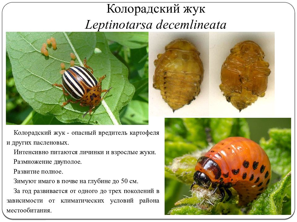 Почему колорадский жук. Насекомые вредители колорадский Жук. Среда обитания колорадского жука. Размножение колорадского жука. Личинка колорадского жука.