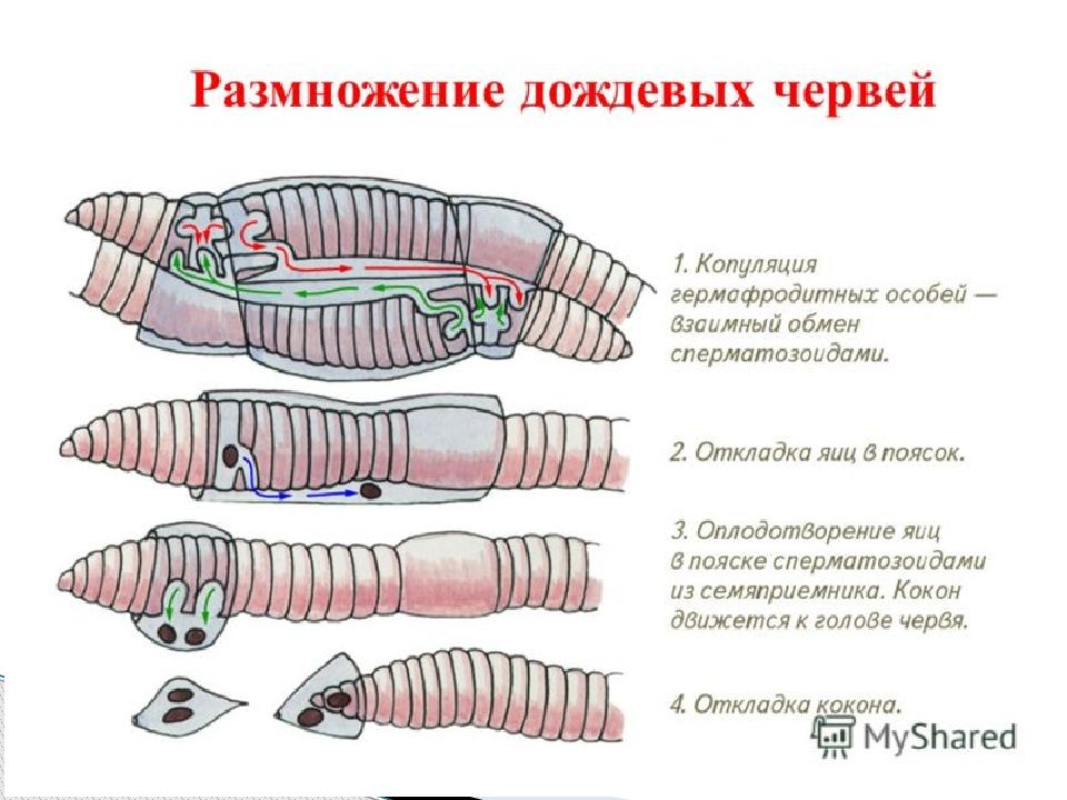 Зоология подготовка к огэ презентация