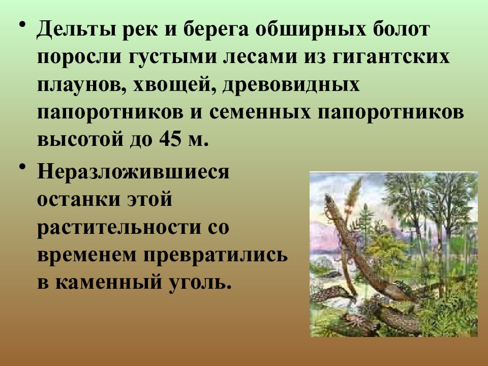 Презентация основные этапы эволюции растительного мира