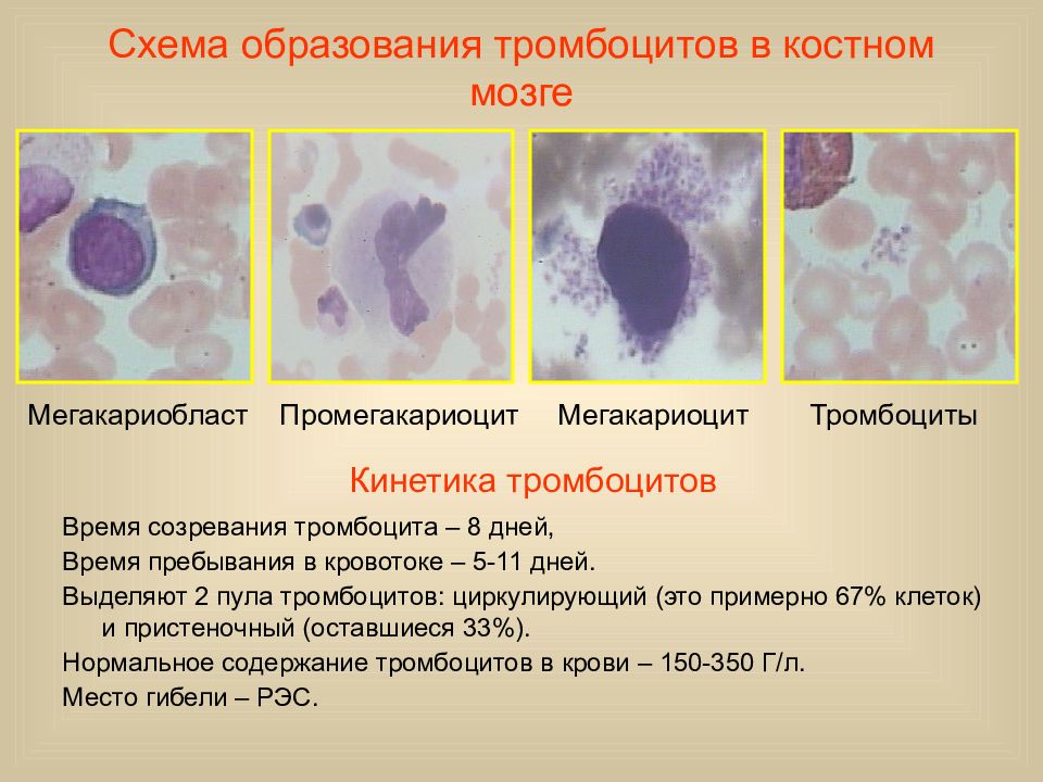 Схема образования тромбоцитов