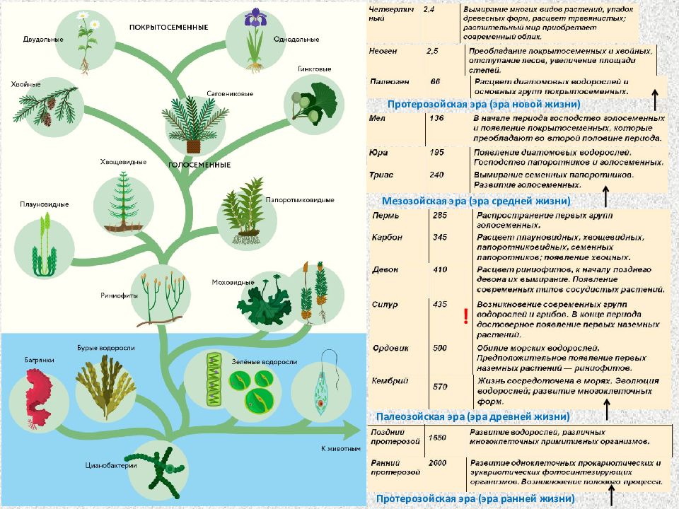 Эволюция растений схема 9 класс