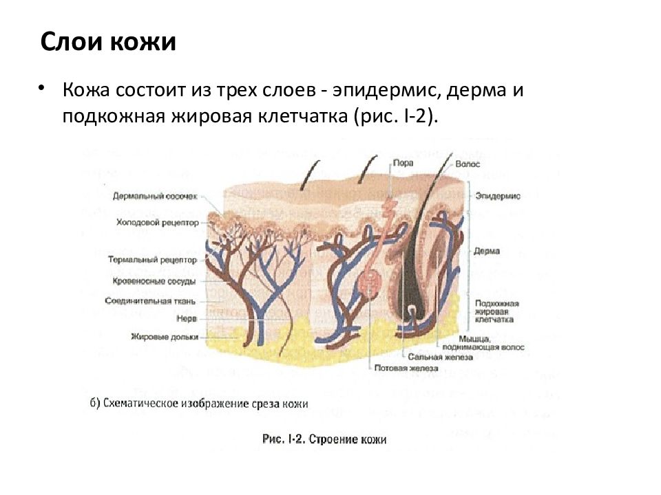 Слои кожи. Слои шеи кожа подкожная клетчатка. Слой строение функции эпидермис дерма подкожная жировая клетчатка. Третий слой кожи. Слои кожи эпидермис дерма подкожная клетчатка.