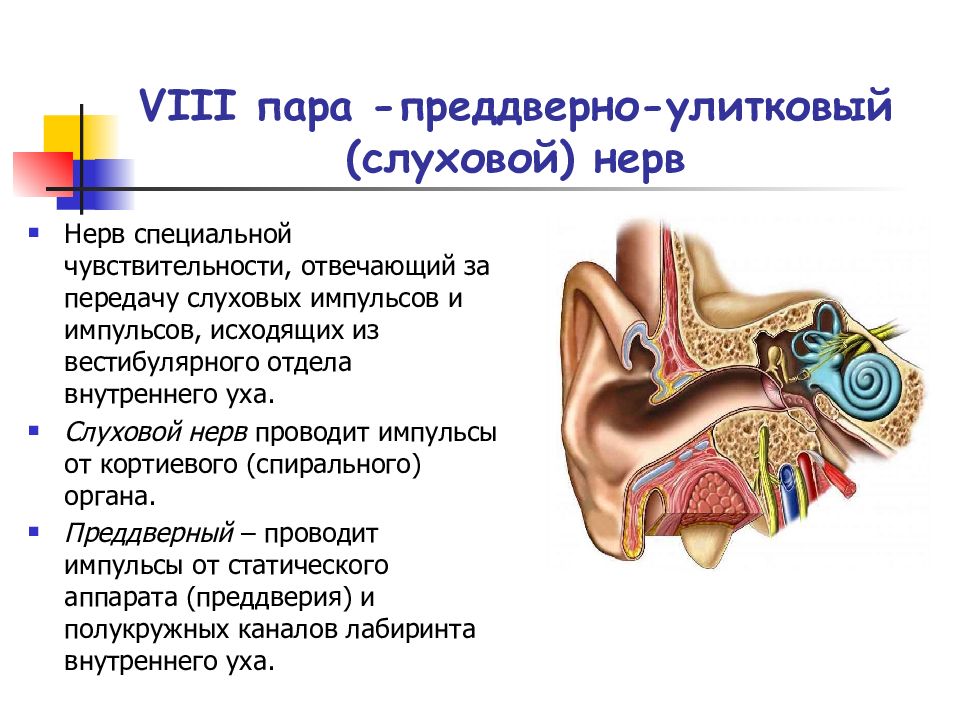 Нервы в ухе схема