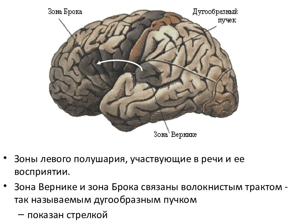 Речевое полушарие мозга. Мозг центр Брока и Вернике. Головной мозг зоны Вернике. Зона Брока и Вернике. Функциональная асимметрия коры больших полушарий.