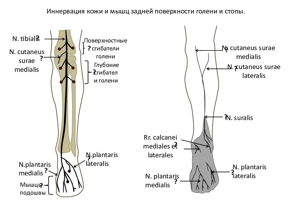 Нервы голени анатомия схема