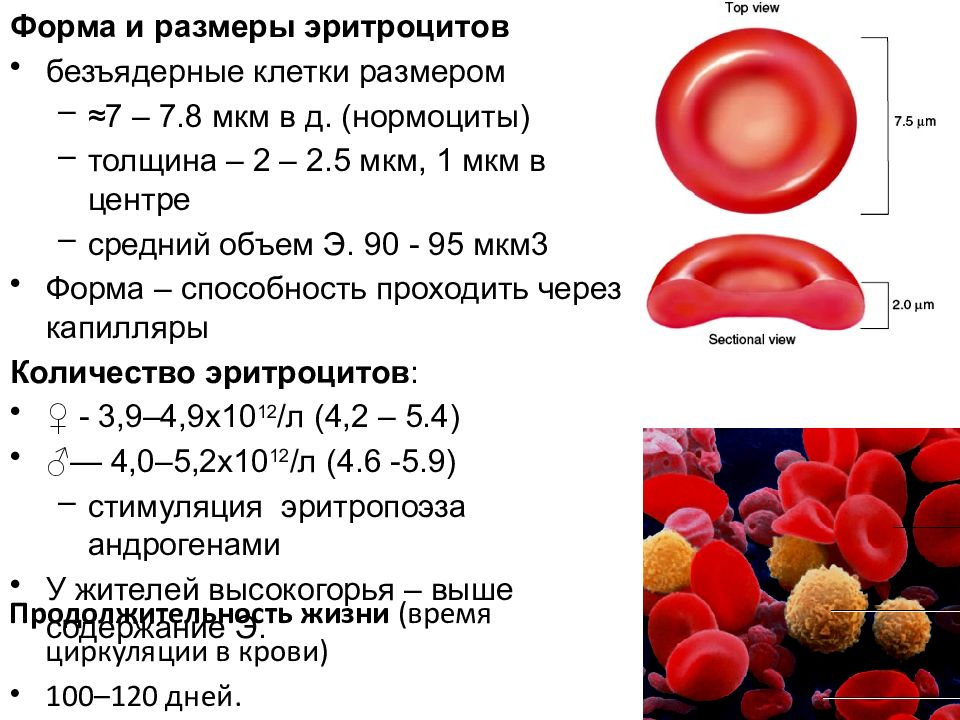 Как называется форма эритроцита