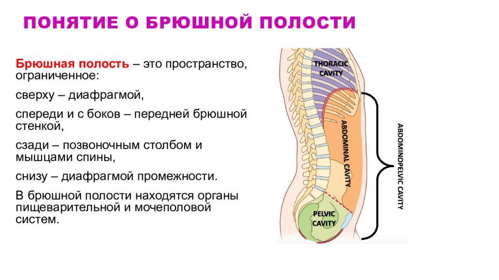 Признак брюшной полости. Брюшная полость и полость брюшины. Полость живота и брюшная полость отличия. Полость живота и брюшина. Понятие о брюшной и брюшинной полостях.