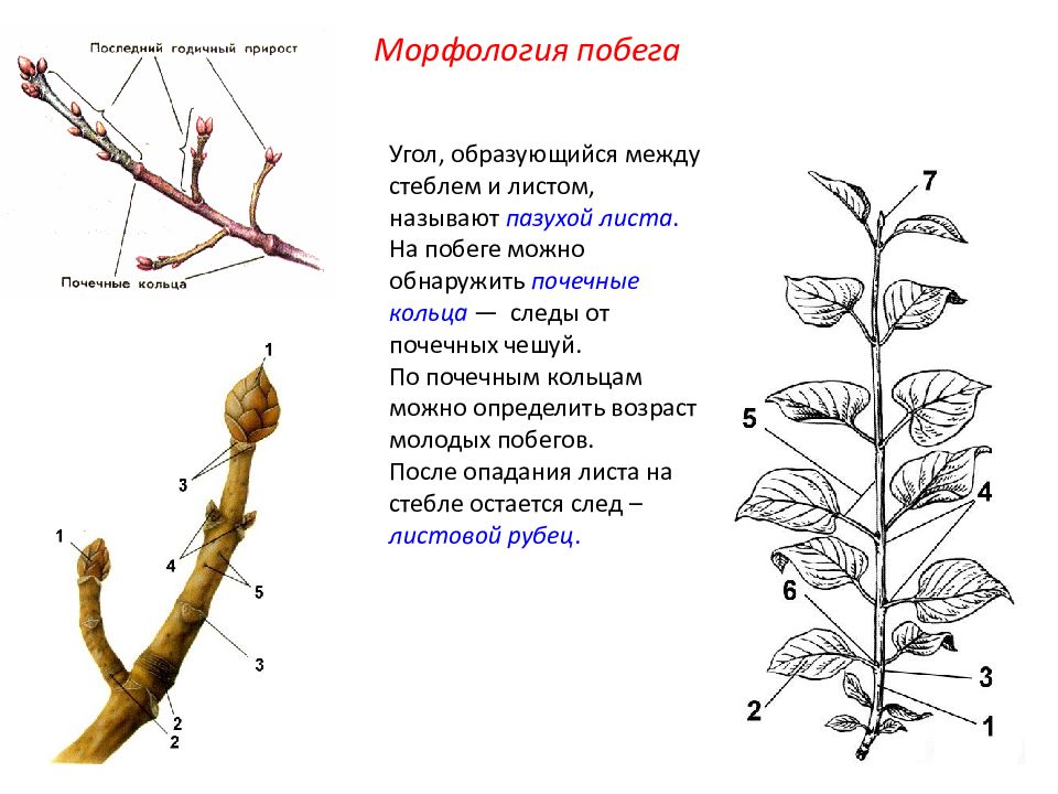 Побег тополя рисунок