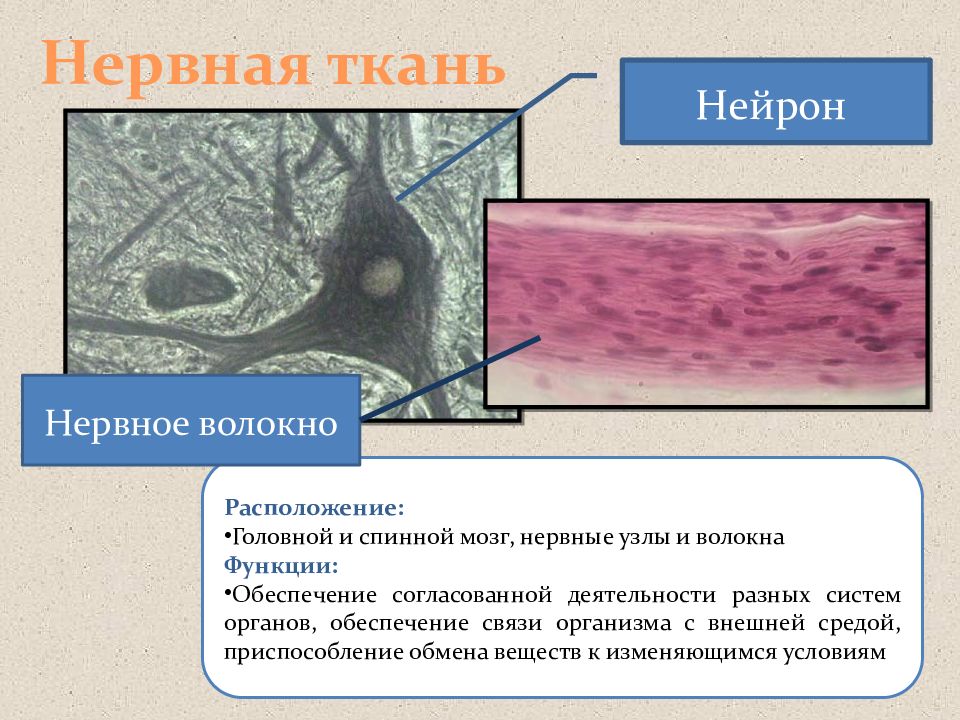 Презентация на тему нервная ткань