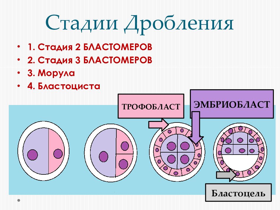 Стадия дробления процесс. Стадии дробления. Этапы дробления. Степень дробления. Эмбриональное развитие млекопитающих презентации.