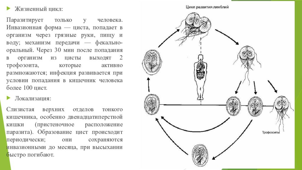 Цикл развития организма. Lamblia intestinalis цикл развития. Жизненный цикл лямблии интестиналис. Цикл развития каулерпы. Жизненный цикл циклопа схема.