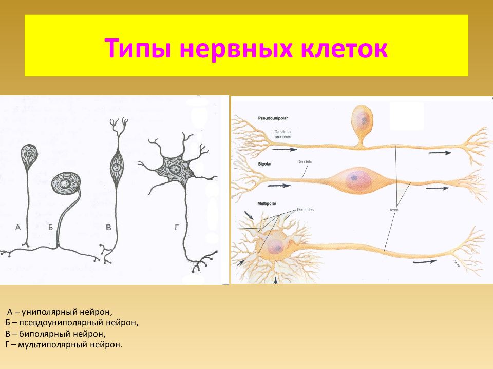 Мультиполярный нейрон рисунок