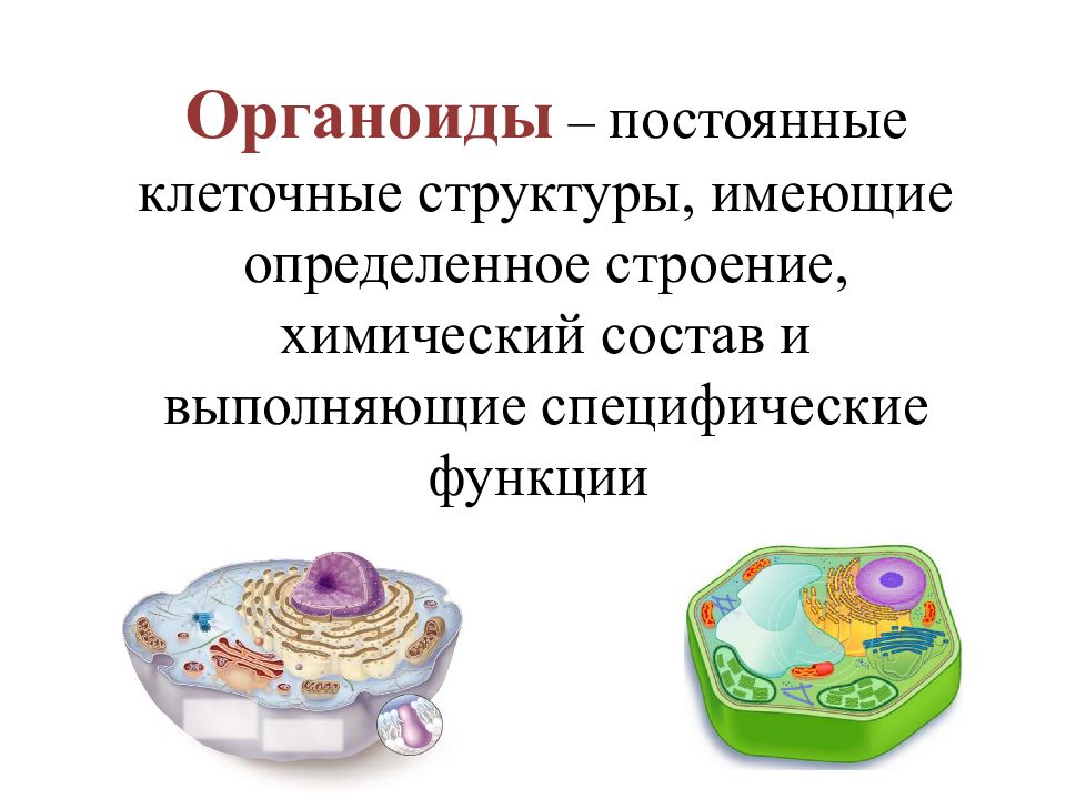 Клетки постоянно. Органоиды это. Что такое органоиды в биологии. Органоиды клетки. Органоиды это постоянно -клеточные структуры.