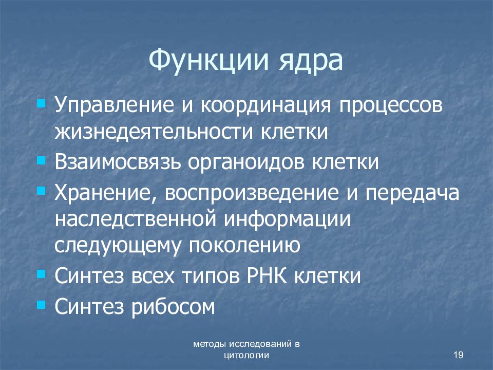 Функции клеточного ядра. Функции ядра в клетке. Функции ядрышка в клетке. Функции ядра. Ядрышко функции.