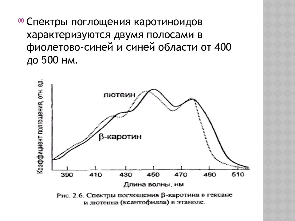 Фотосинтетические Пигменты Фотосинтетические Пигменты