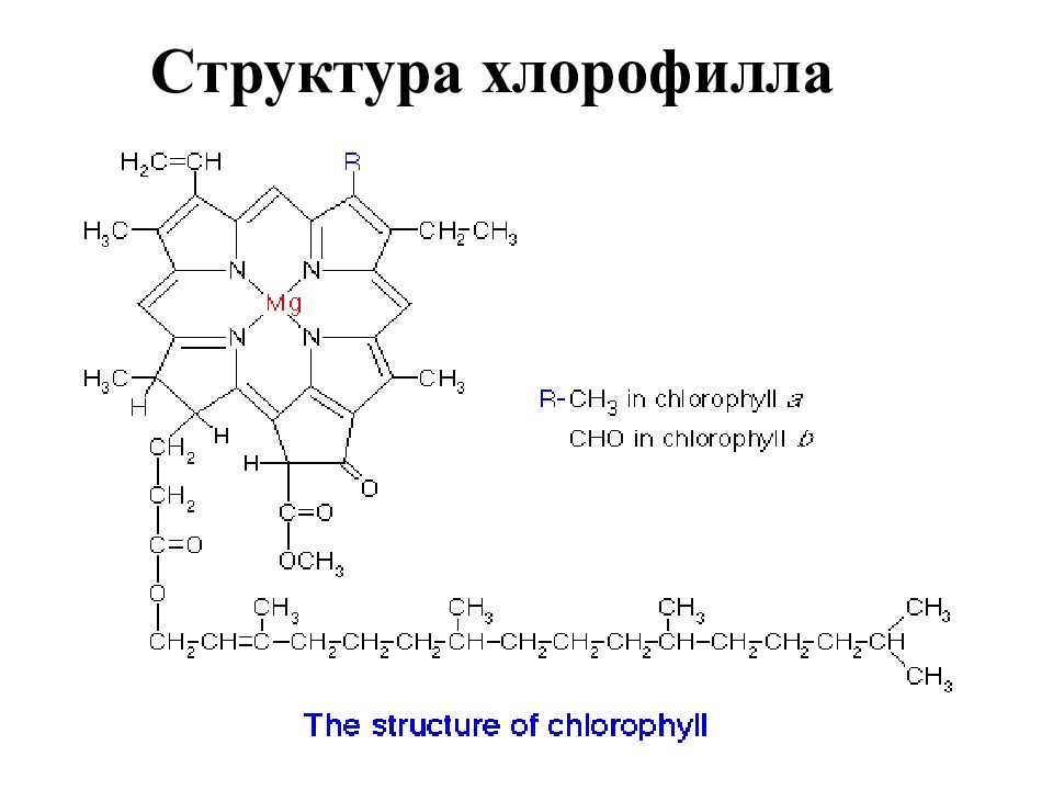 Особенности хлорофилла