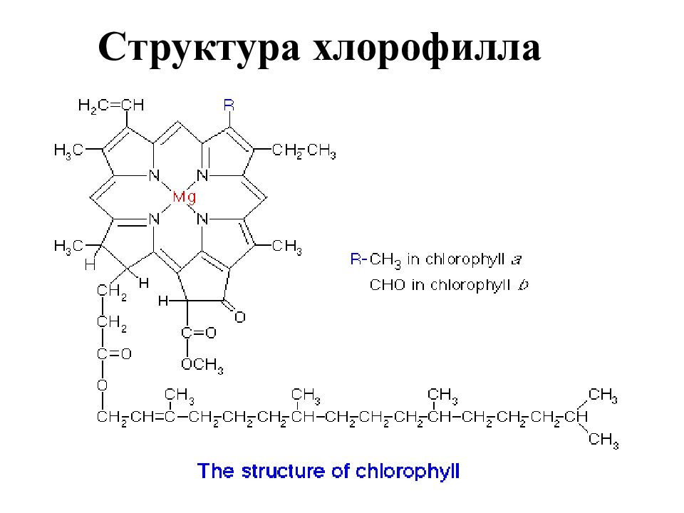 Молекула хлорофилла. Формула строения хлорофилла. Строение хлорофилла магний. Строение молекулы хлорофилла. Хлорофилл формула химическая структура.