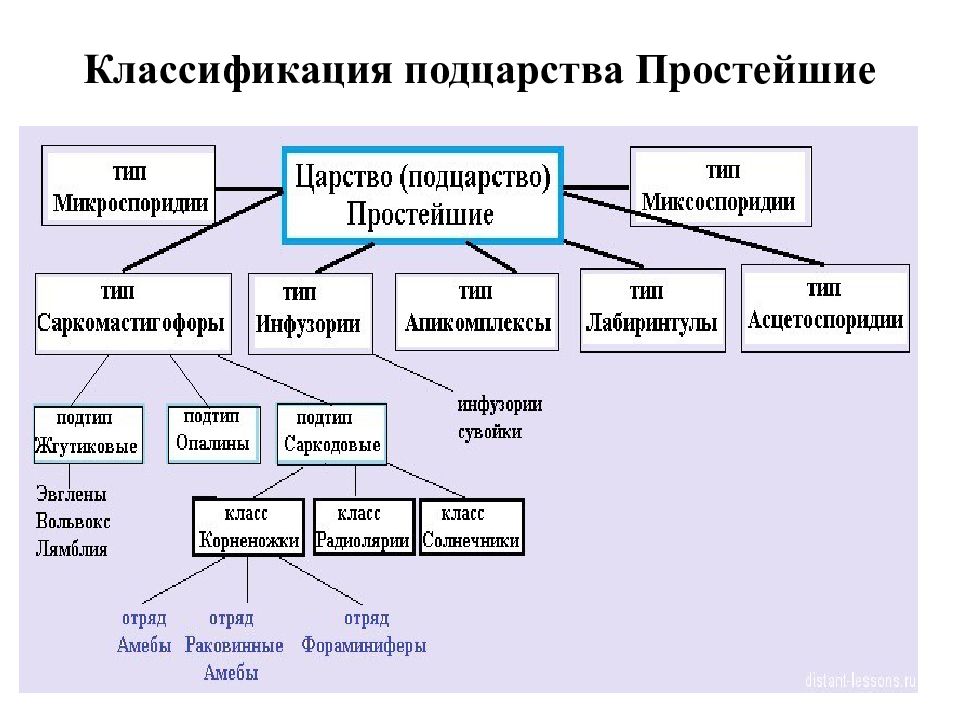 Обобщающий урок по теме простейшие биология 7 класс с презентацией