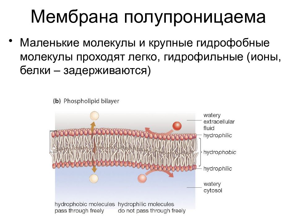 Почему мембрана. Полупроницаемая мембрана строение. Полунепроницаемая мембрана. Полупроницаемость мембраны. Полупроницаемве мембаоы.