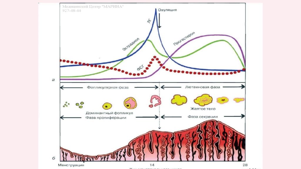 Почему длинный цикл месячных. Фаза пролиферации менструационного цикла. Фаза секреции менструационного цикла. Фолликулярная фаза менструационного цикла. Фазы менструационного цикла и гормоны норма таблица.