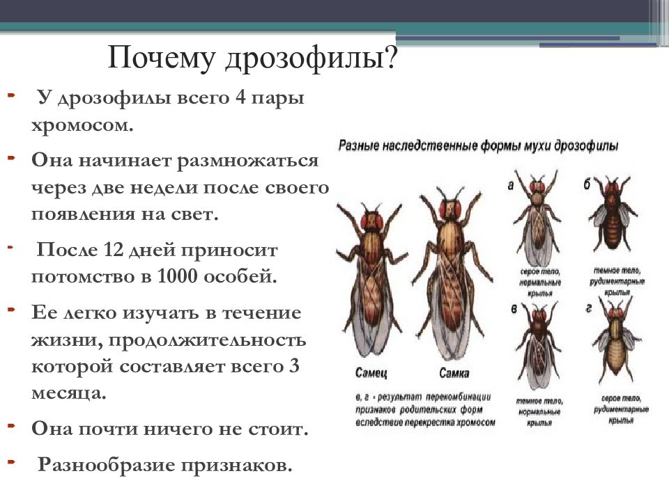 Признаки дрозофилы. Разные наследственные формы мухи дрозофилы. Эксперимент Моргана на дрозофилах. Томас Морган мушка дрозофила. Признаки мушки дрозофилы.