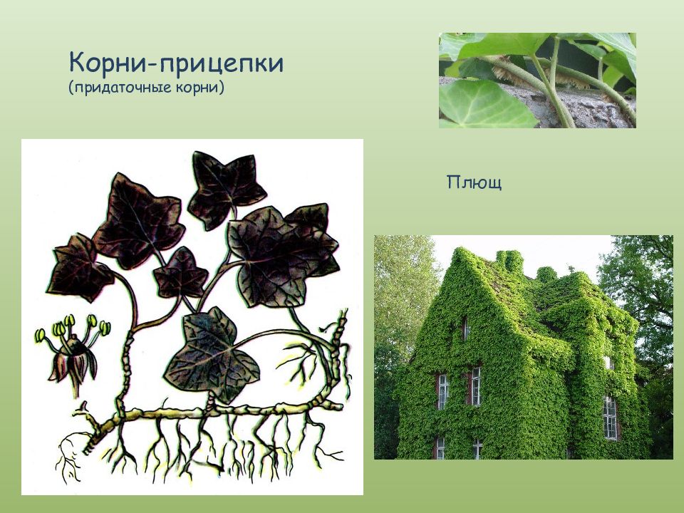Корни прицепки примеры растений