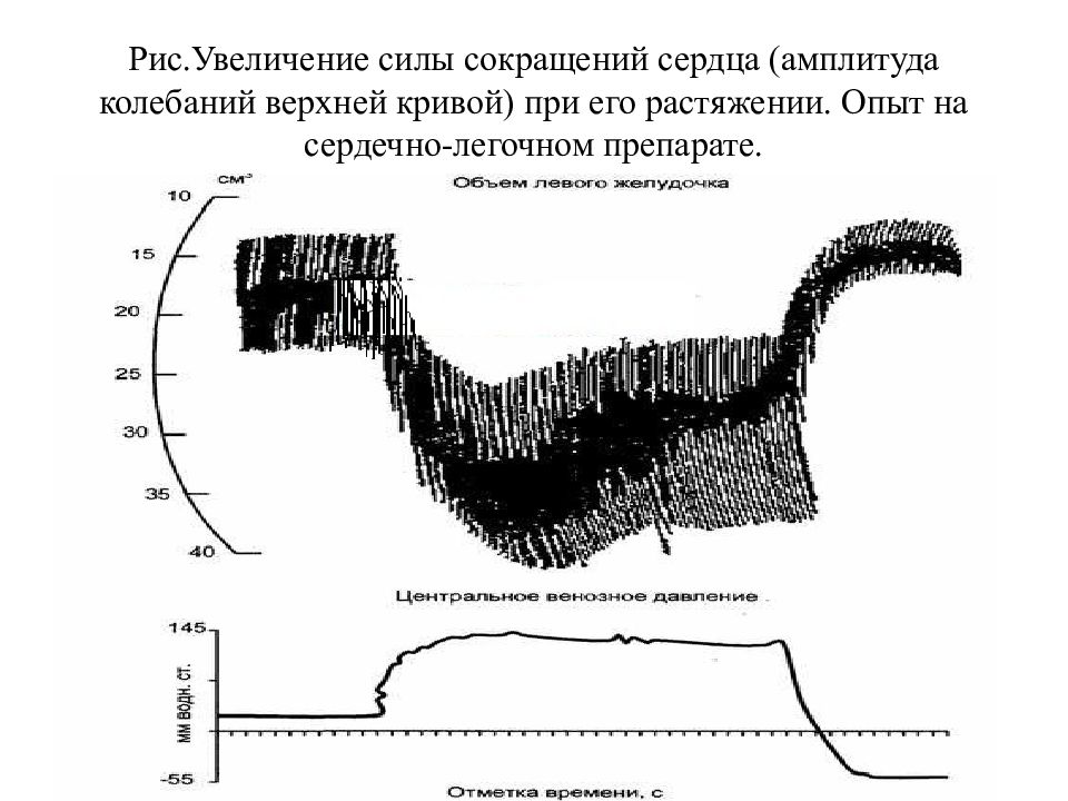 Увеличивают силу сердечных сокращений. Амплитуда сокращений сердца. Увеличение амплитуды сокращений сердца. Увеличение силы сокращения сердца. Сила сердечных сокращений.