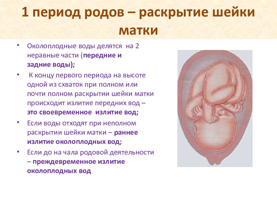 Периоды родов. Физиологические роды презентация. Передние и задние околоплодные воды. Передние воды при беременности.