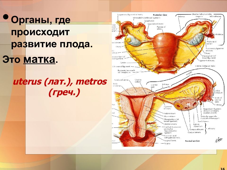 Презентация про половые органы