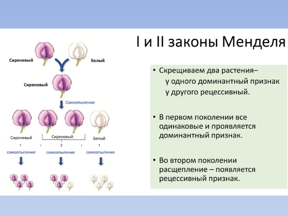 Обмен веществ организменный уровень. Организменный уровень организации. Организменный уровень 9 класс кратко. Кластер организменный уровень. В чем различие клеточного и организменного уровня.