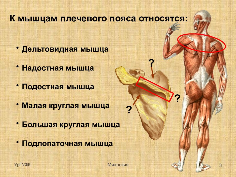 Мышцы плечевого пояса презентация