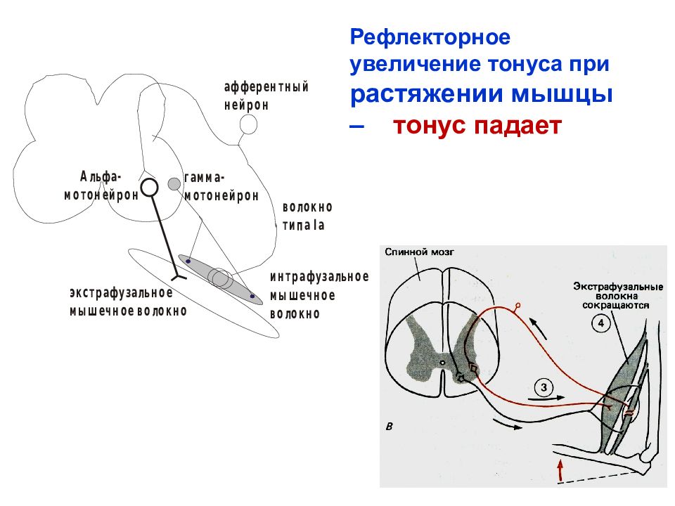 Повышение мышечного тонуса skinlift ru. Рефлекторная дуга мышечного тонуса. Схема регуляции мышечного тонуса. Рефлекторная дуга мышечного сокращения. Миотатический рефлекс схема.