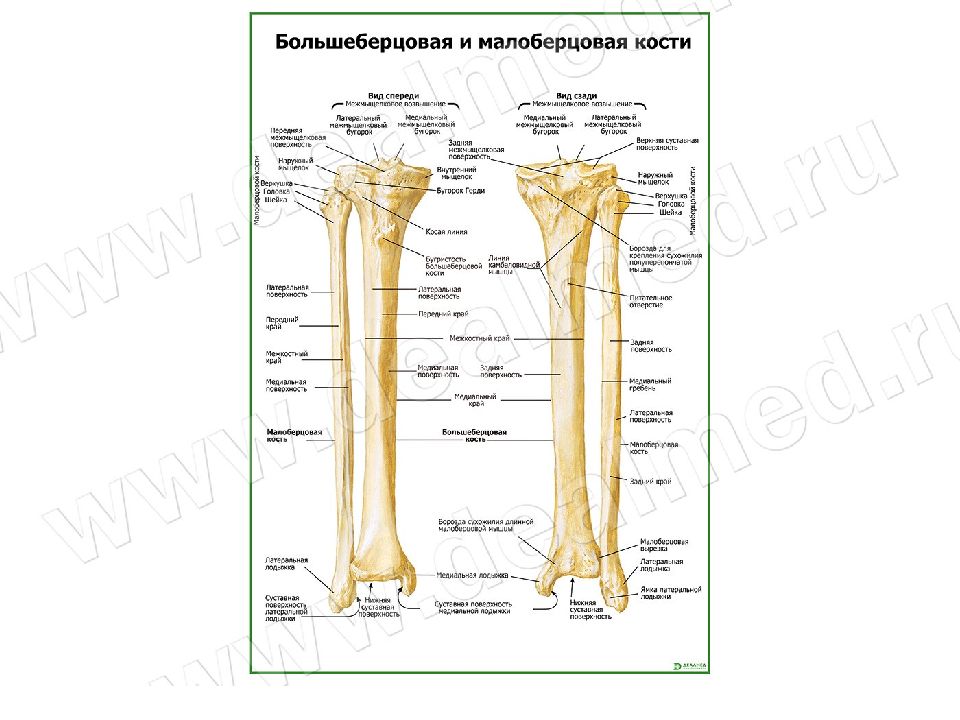Берцовая кость где находится у человека фото. Строение кости голени вид спереди. Анатомия большеберцовой кости. Большеберцовая кость и малоберцовая кость на человеке. Большая берцовая кость анатомия латынь.