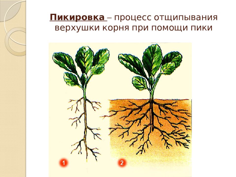 Презентация корни 6 класс