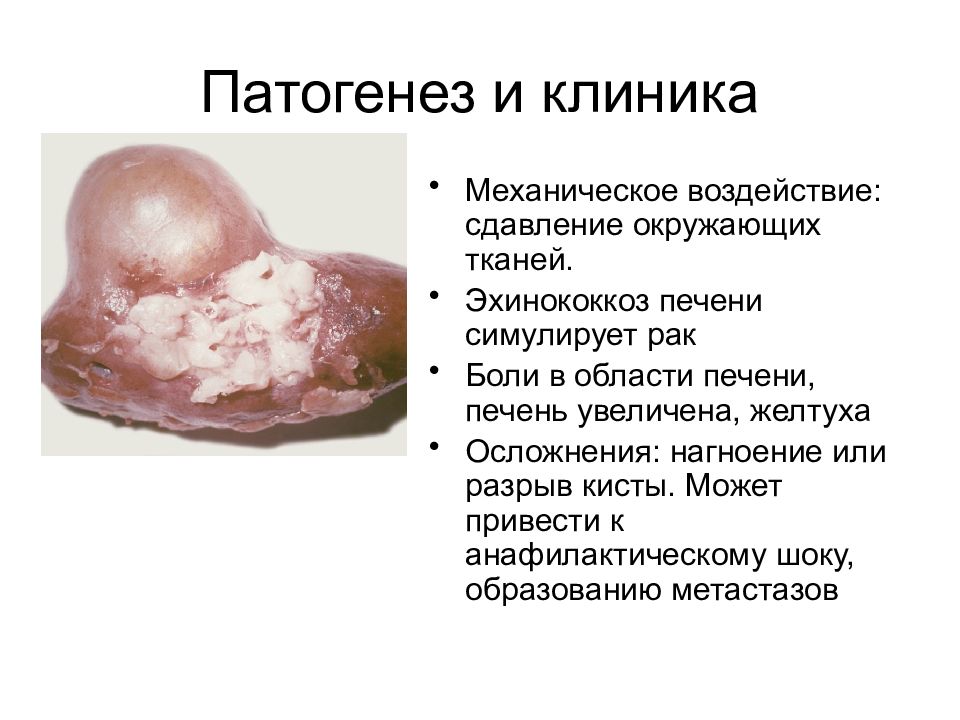 Медицинская арахноэнтомология презентация